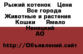 Рыжий котенок › Цена ­ 1 - Все города Животные и растения » Кошки   . Ямало-Ненецкий АО